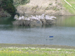 ダム湖の桜