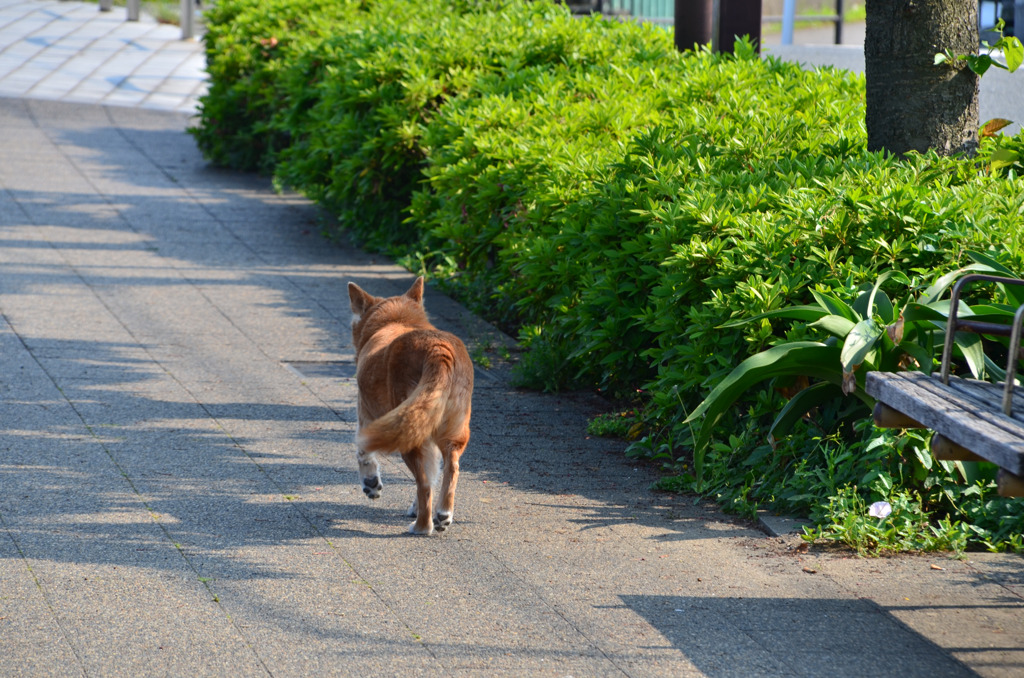 どこへいくのかい？