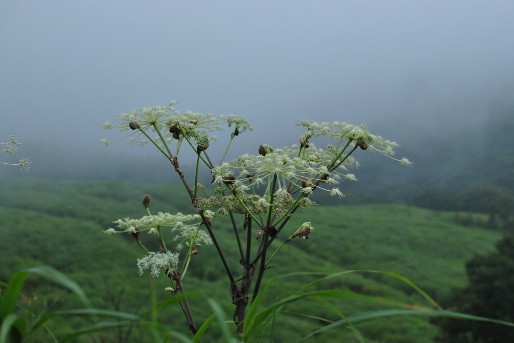 霧中立花