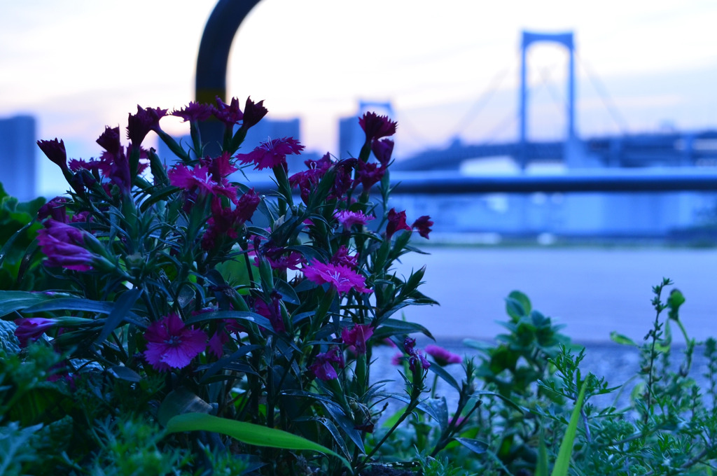 花と橋