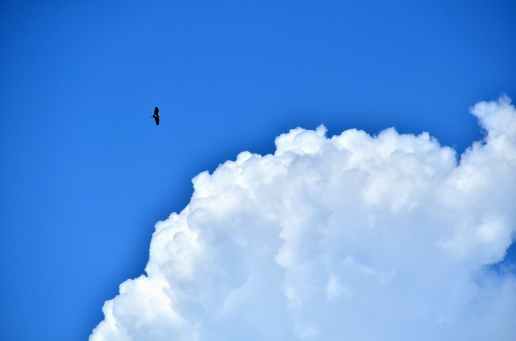 夏空　上昇気流(サーマル）にのって