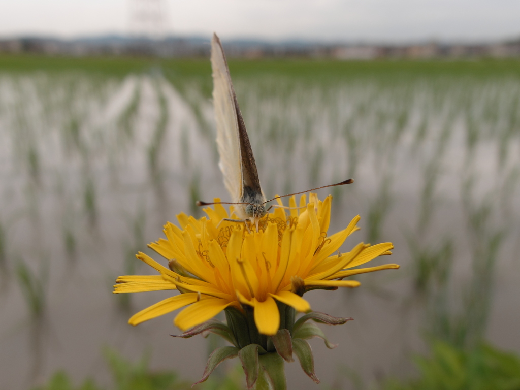 モンシロチョウ2