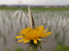 モンシロチョウ2