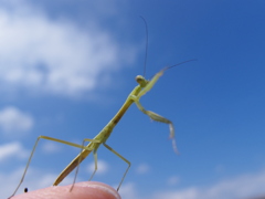 カマキリ　トイレ後