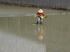 田植え