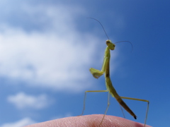 カマキリ　トイレ中