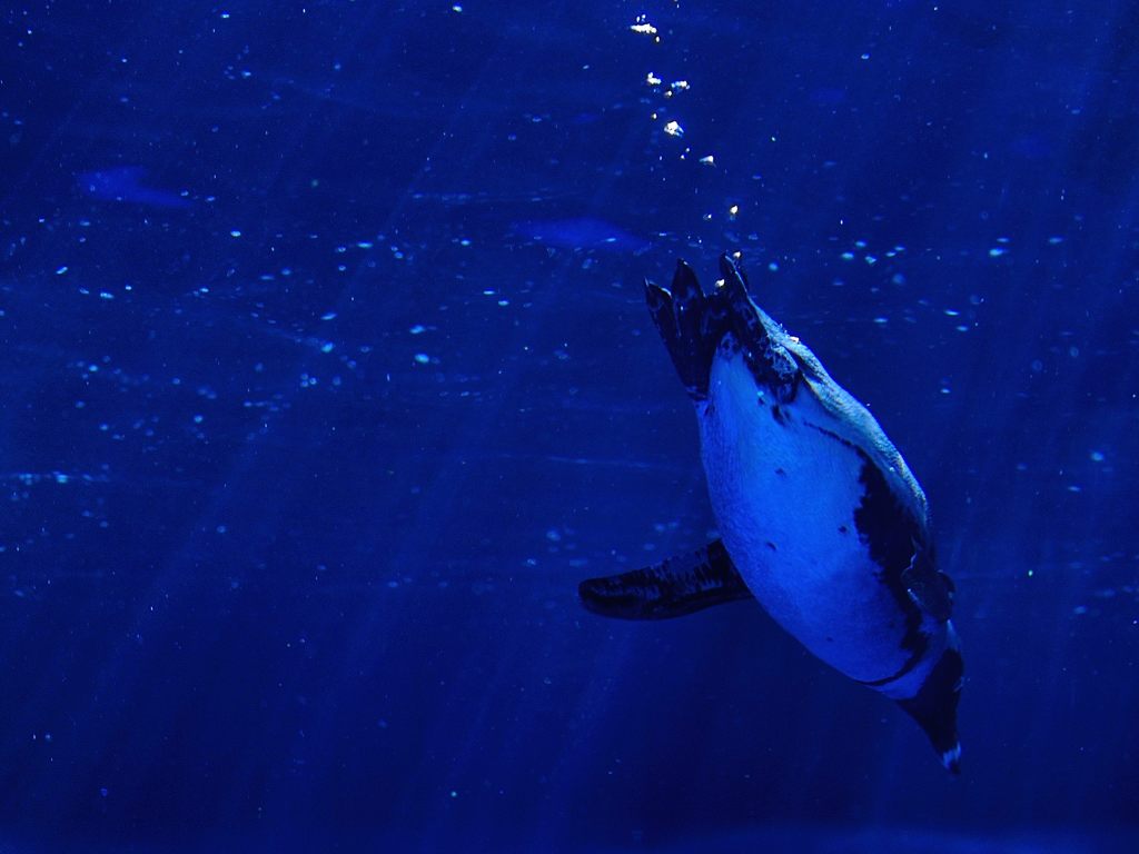Le Grand Bleu