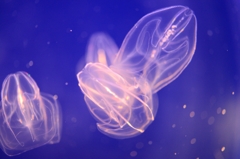 jellyfish