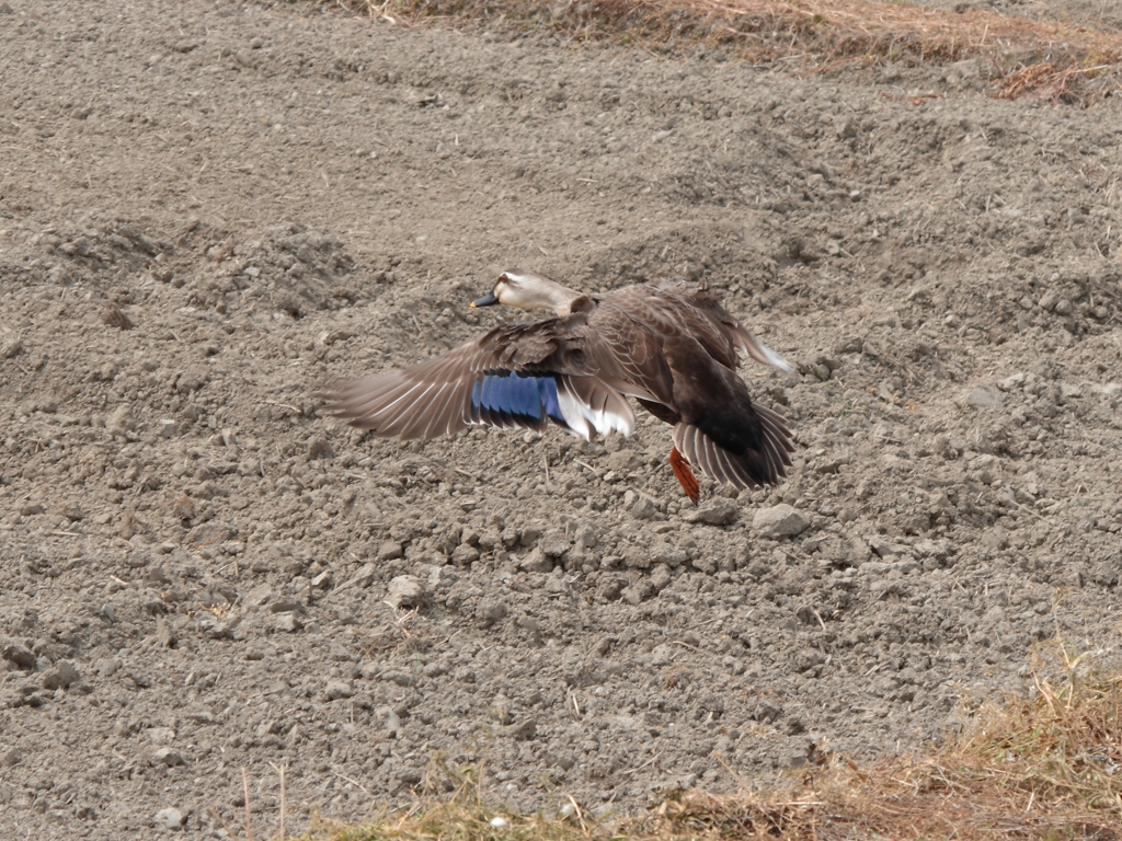 飛ぶ・・・カモ！？