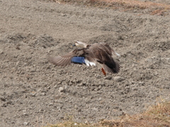 飛ぶ・・・カモ！？