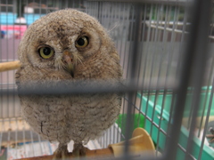 フクロウってかわいい