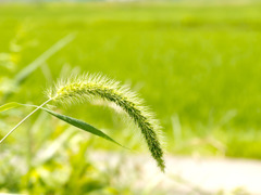 テレコンテスト