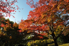 城南宮　紅葉