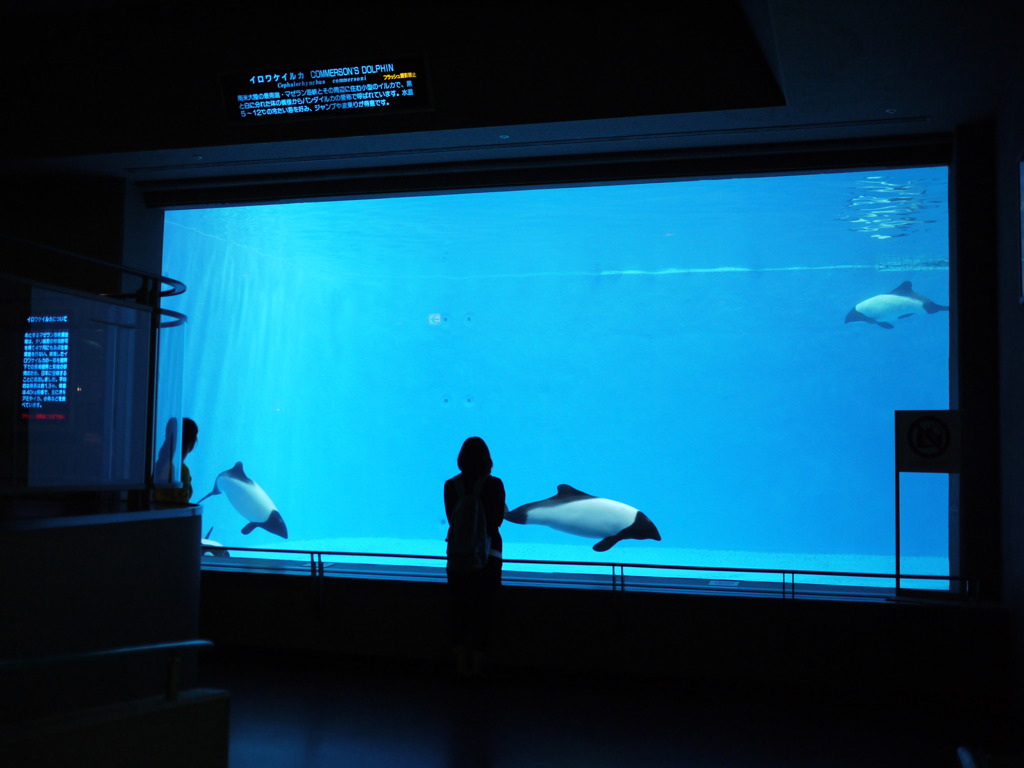 イロワケイルカ