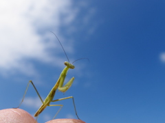 カマキリ②