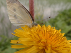 モンシロチョウ1