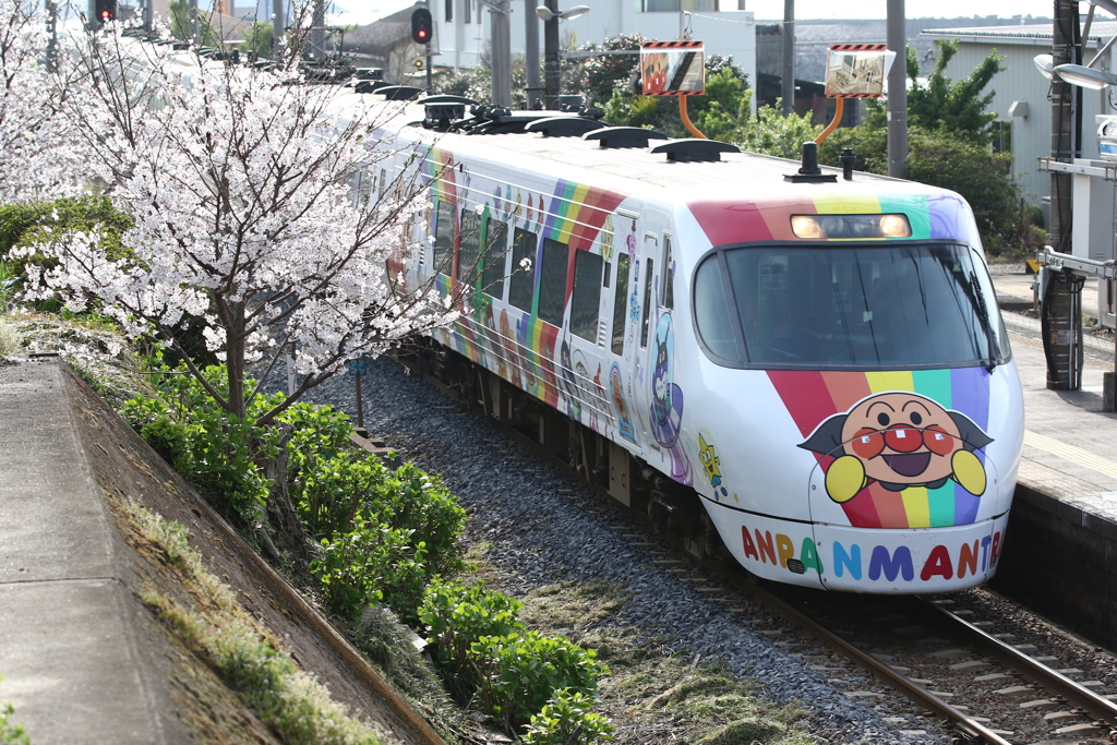 8000系アンパンマンと桜