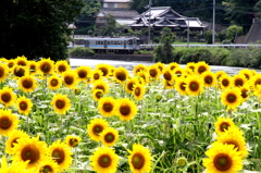 向日葵とローカル線