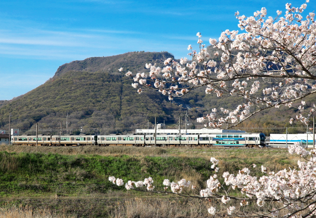 桜とマリンライナー