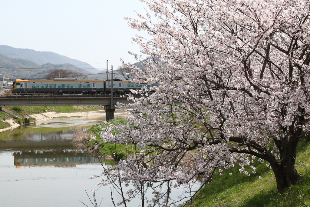 桜と8600系