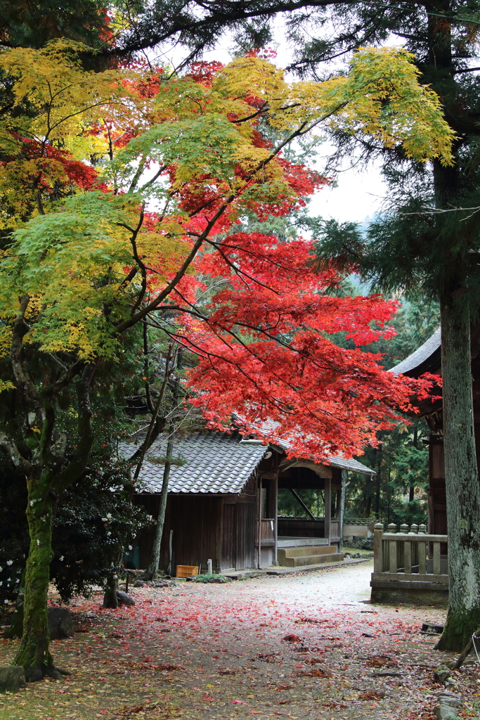 とある神社の秋の境内