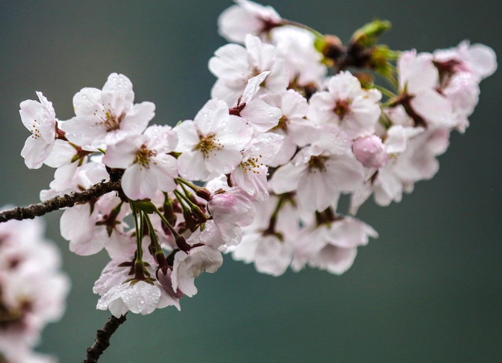 2017　SAKURA