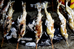 鮎　食べごろですよー