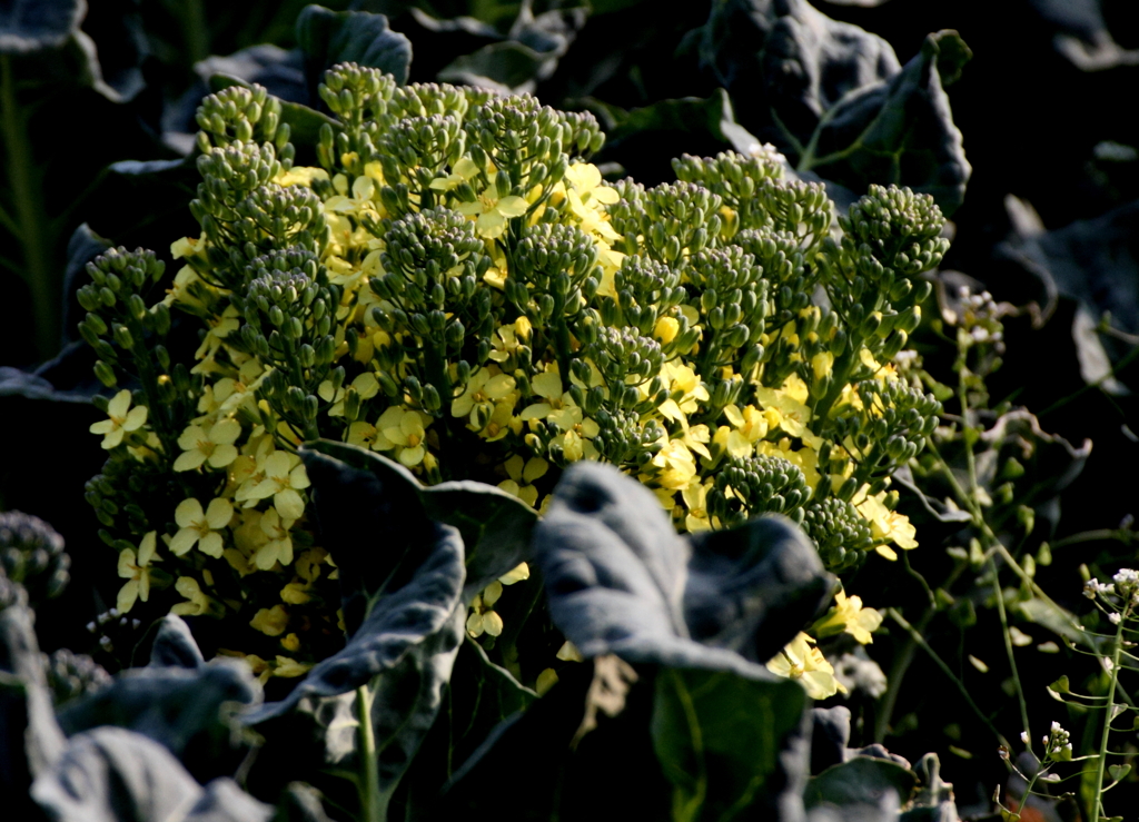 ブロッコリーの花