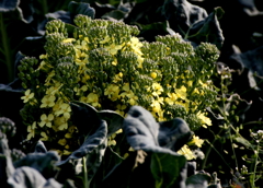 ブロッコリーの花