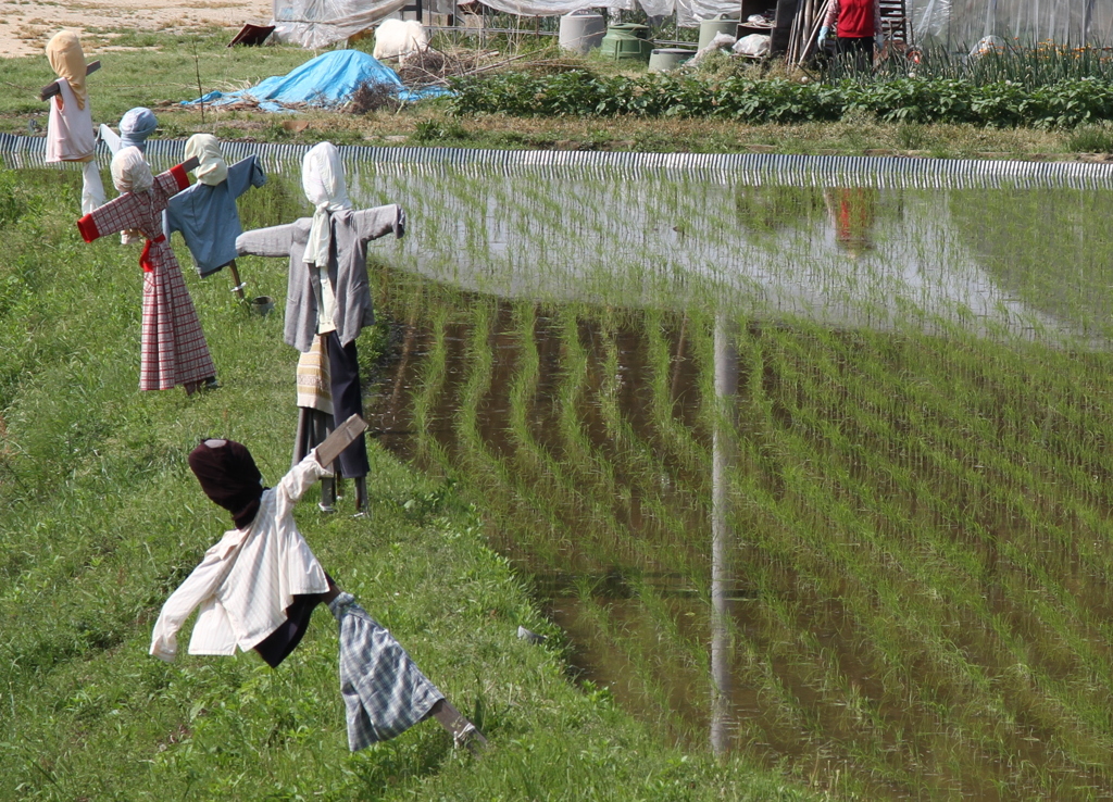 水田と案山子