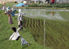 水田と案山子