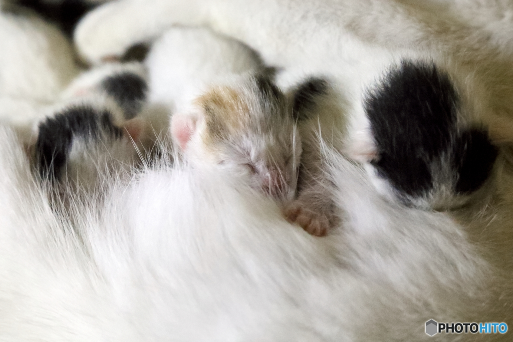 子猫
