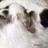 子猫