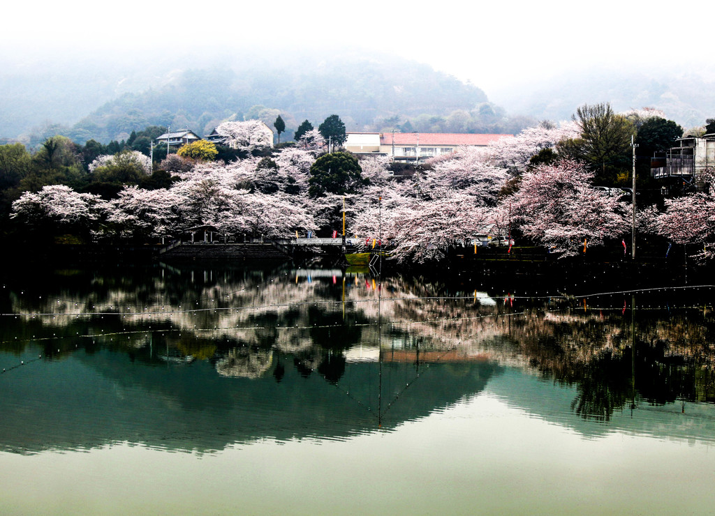 2017　SAKURA