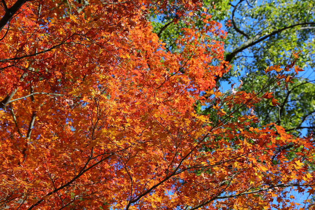 紅葉日和