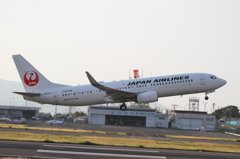 JAL B737-800