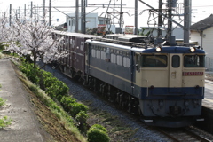 EF65と桜