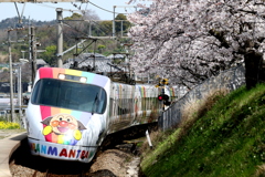 8000系アンパンマンと桜