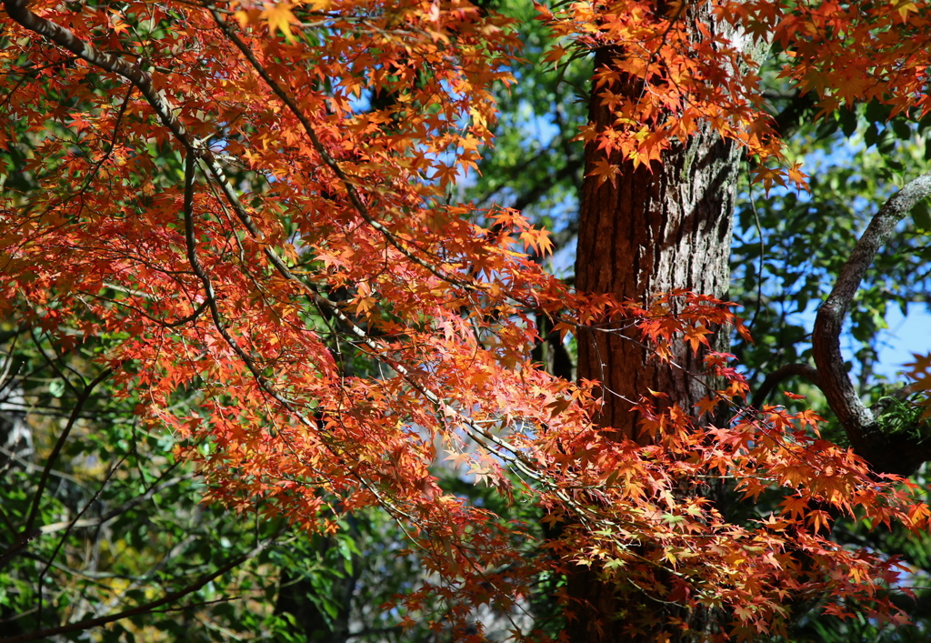 紅葉日和