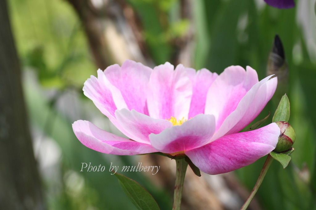 IMG_2845　シャクヤク