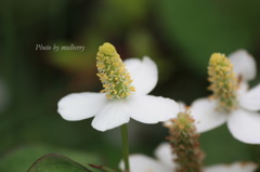 ドクダミ２－１