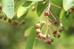 ジューンベリー