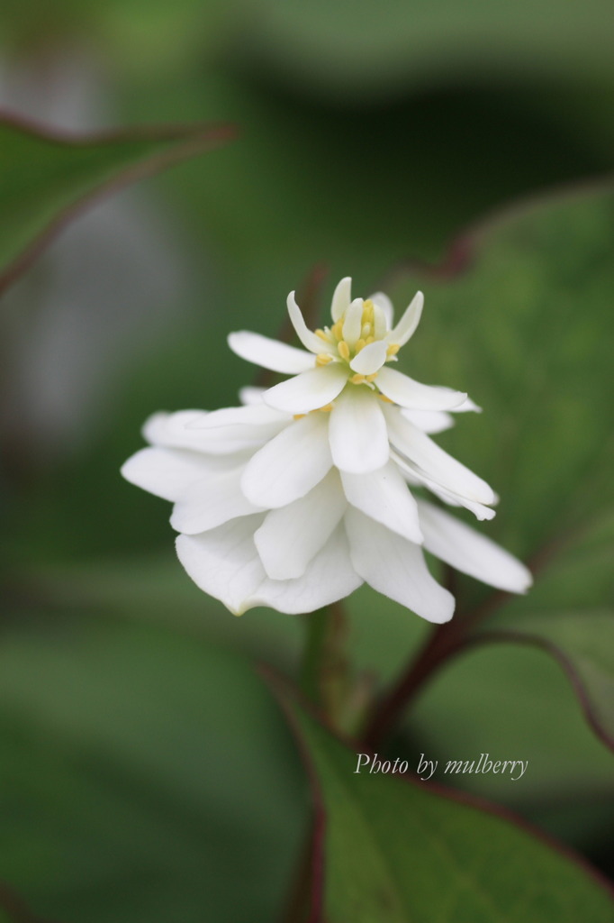 ドクダミ１－１