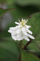 ドクダミ１－１