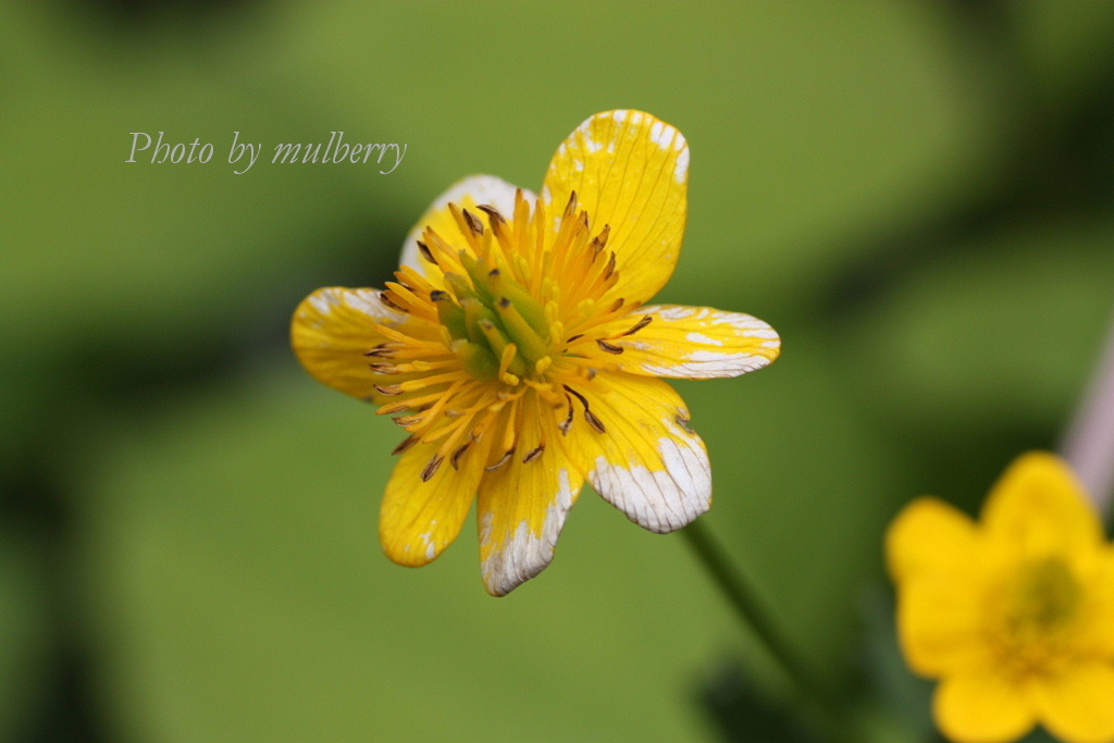 IMG_2813　エンコウソウ