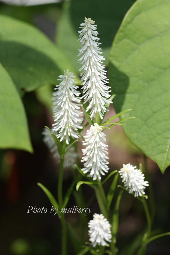 IMG_2920　シライトソウ