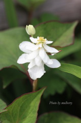 ドクダミ４－１