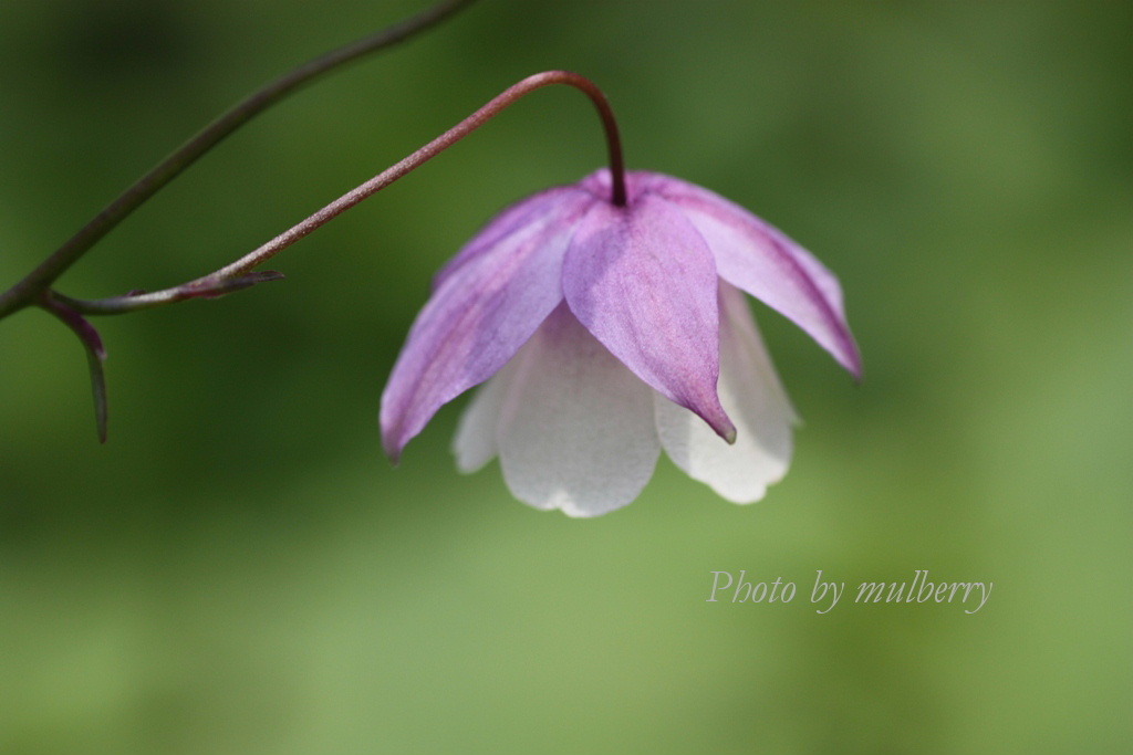 IMG_2809　ツリガネオダマキ