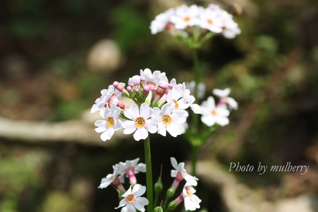 IMG_2887　クリンソウ