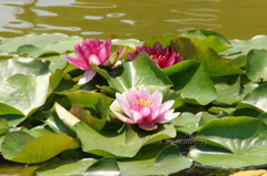 睡蓮　２